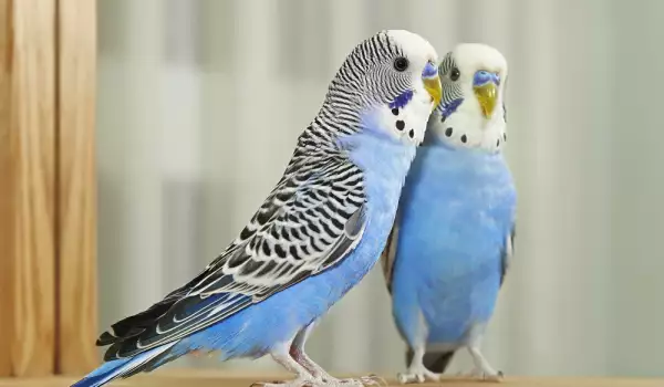 Най-красивите дребни папагалчета