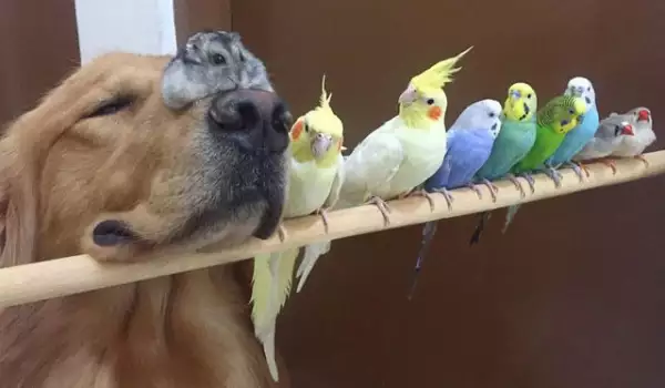 Вижте очарователното приятелство на куче, 8 птици и хамстер