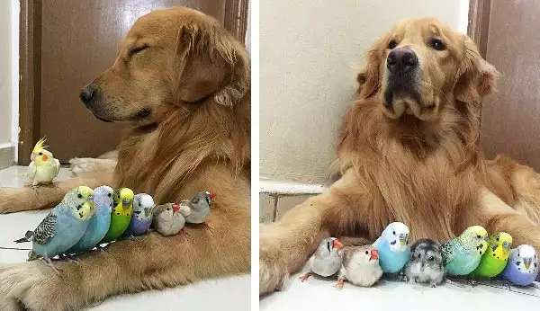 Вижте очарователното приятелство на куче, 8 птици и хамстер
