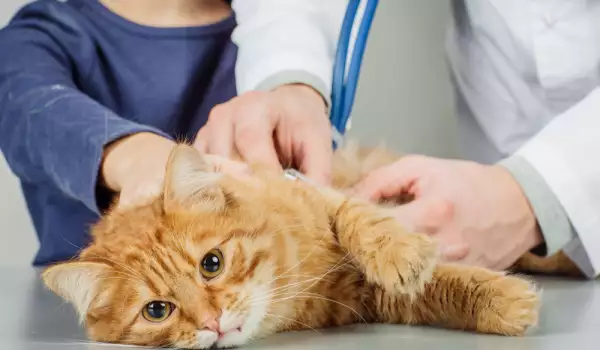 Котешката астма трябва да бъде диагностицирана от ветеринар
