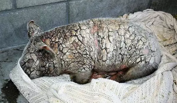 Умиращо прасенце претърпя невероятна трансформация