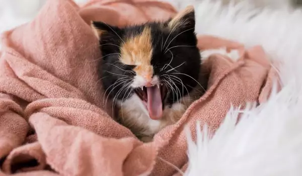 Коте избави стопаните си от голямо страдание
