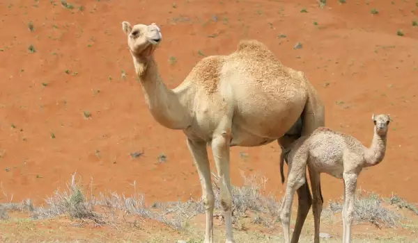 Невероятно! За пръв път в Ловешкия зоопарк се роди камилче