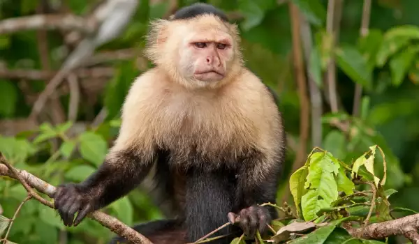 Видове маймуни и техните особености