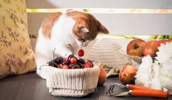Котките ядат ли плодове?