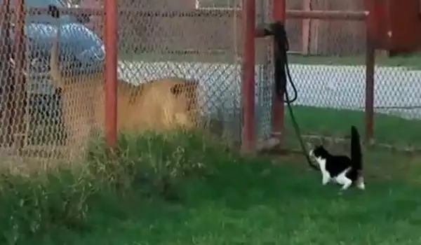 Котка показа невиждана смелост