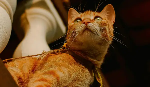 Котка на тераса