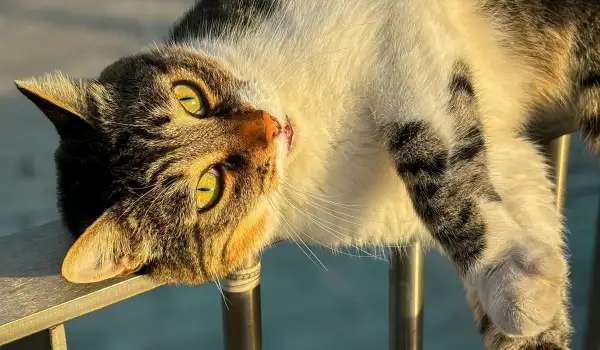 Котка на балкона