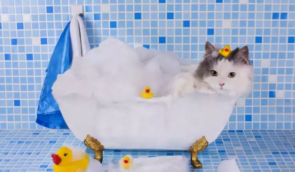 Къпане на котката