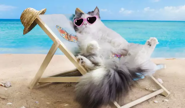 Котка на плаж