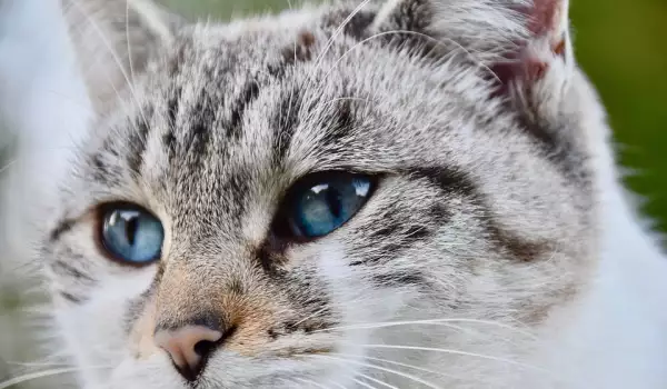 Очни симптоми, които подсказват, че котката ви има нужда от ветеринар