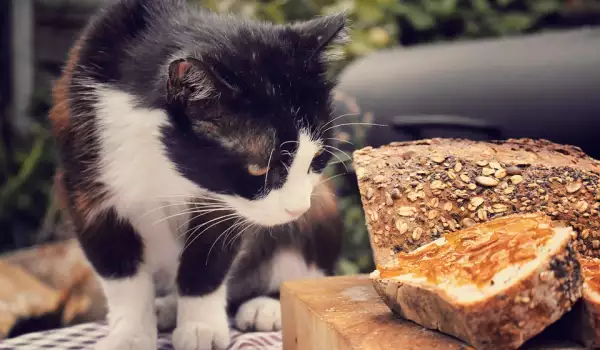 Могат ли котките да ядат хляб