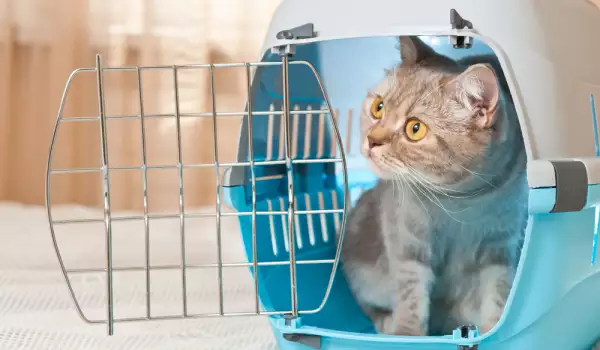Съвети при избор на транспортна чанта за котката