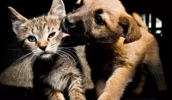 7 симптома, че трябва веднага да заведете любимеца си на ветеринар