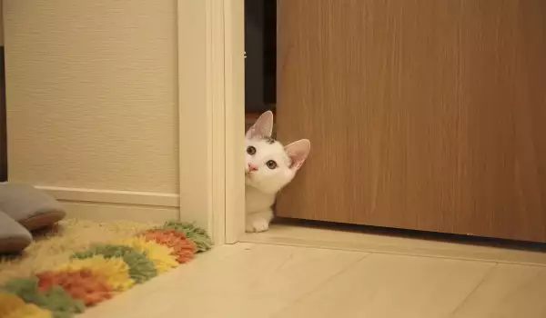 Как да отучим котката да отваря вратата