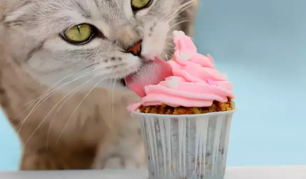 Могат ли котките да вкусят сладко?