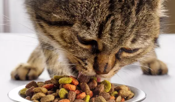 Котешки храни