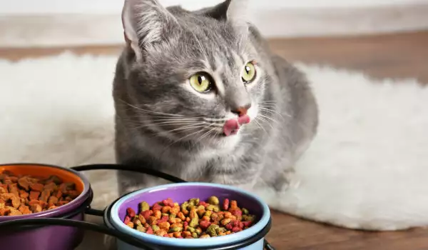 Какво ядат котките