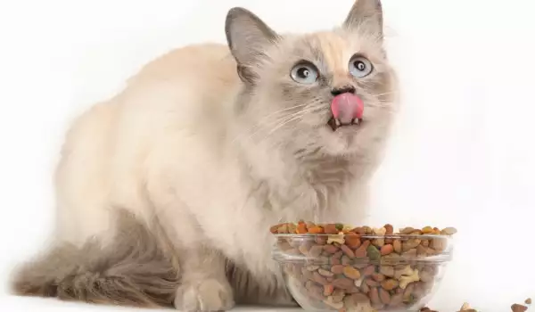 Колко грама гранули дневно се дават на котка над 1 година