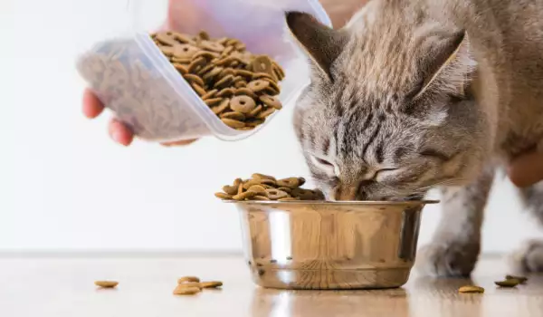 Колко грама гранули дневно се дават на котка между 6-12 месеца