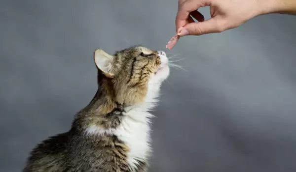 Ядат ли котките по-малко, когато остареят