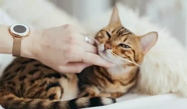 Езикът на котката: какво ти казва писаната