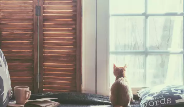 Защо котките харесват прозорците и дълго гледат през тях?