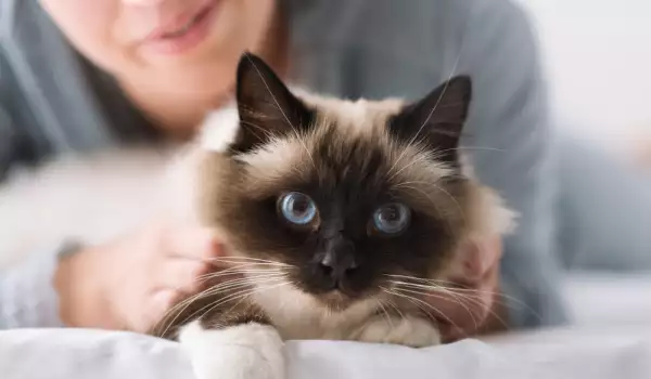 Могат ли котките да надушат рак?