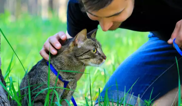 Ветеринарна клиника търси да назначи галяч на котенца