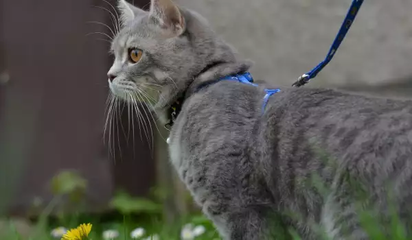 Котки-пътешественици кръстосват Япония със стопанина си (ГАЛЕРИЯ)