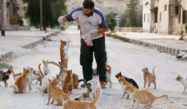 Котки Алепо