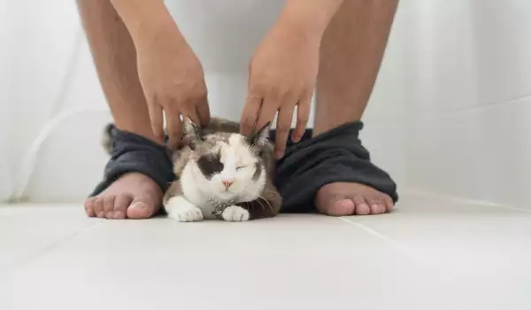 Защо котката се гали в краката?