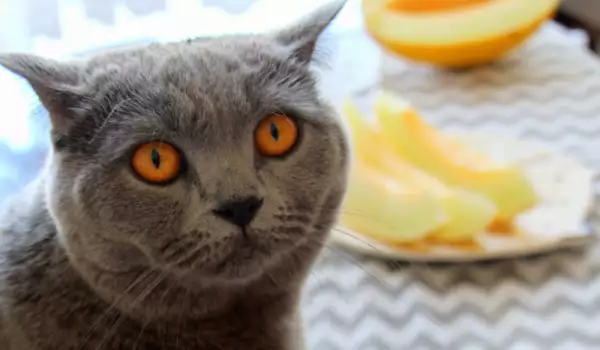 Защо котките не харесват аромата на плодове