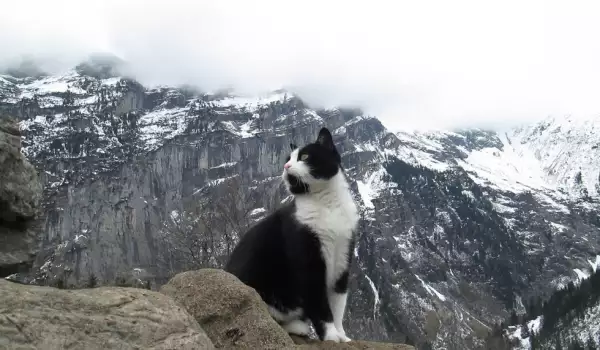 Котка планинар
