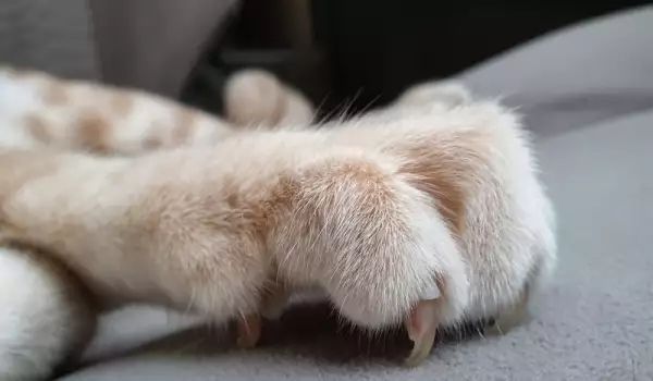 Да режем ли ноктите на котката?