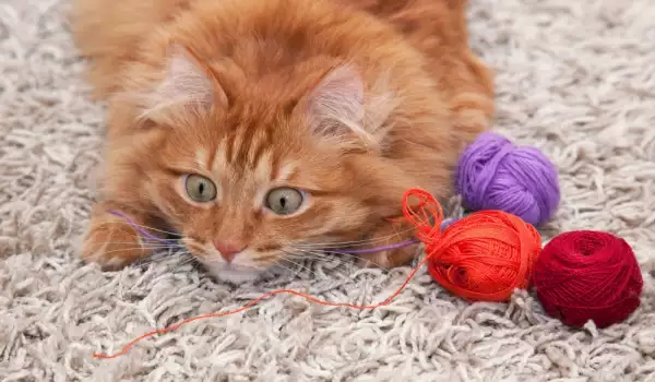 Тайният живот на котките: Какво прави хайванчето ти без теб