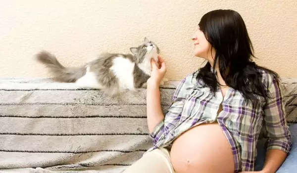 Лечение на токсоплазмоза при котки