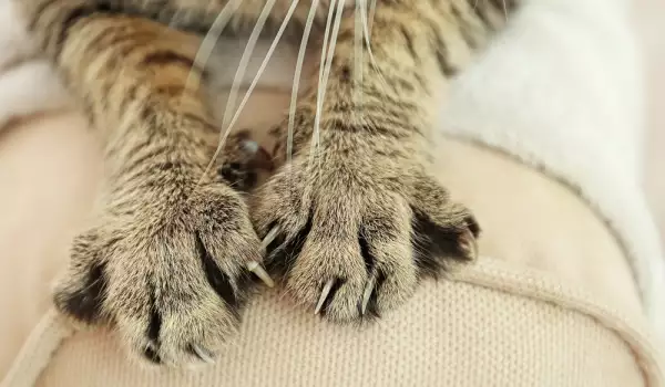 Как да отучим котката да хапе ръце и крака