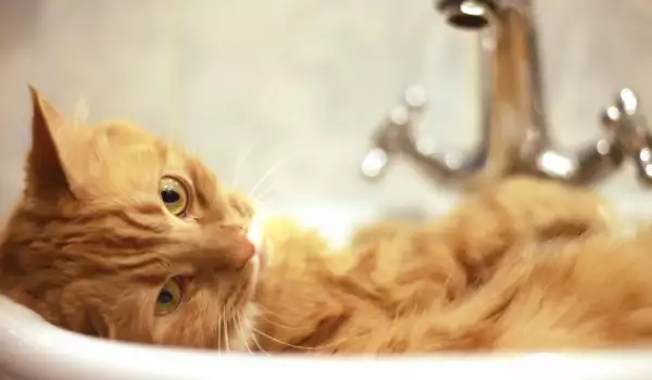 Котката ти те следва постоянно до банята! Ще се изненадаш каква е причината