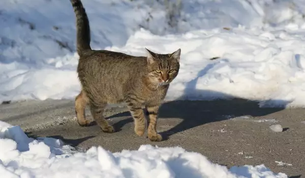 Как да помогнем на бездомните котки през зимата?