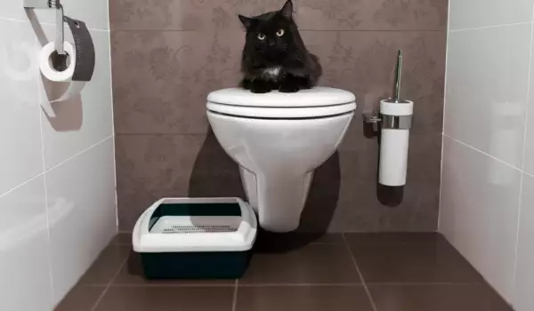 Да сложил ли котешката тоалетна в банята?