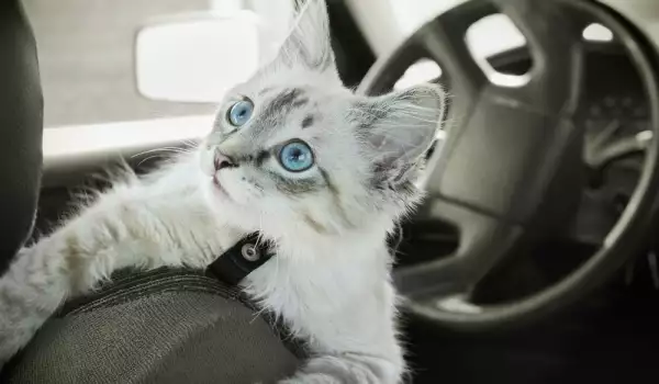 Как да се отървем от миризмата на котешка урина в автомобила?