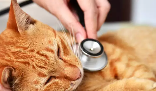 Гастрит при котките - симптоми, причини и лечение