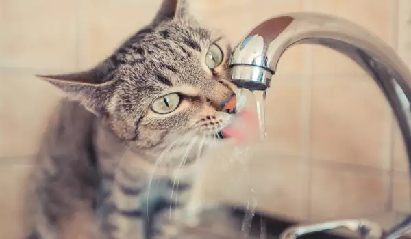 Защо котката ми пие много вода?