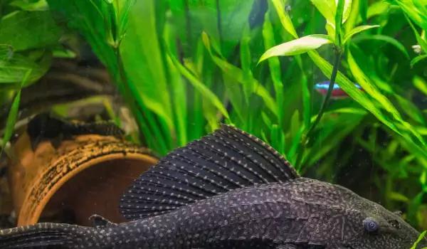 Сомче за аквариум - какво трябва да знаем