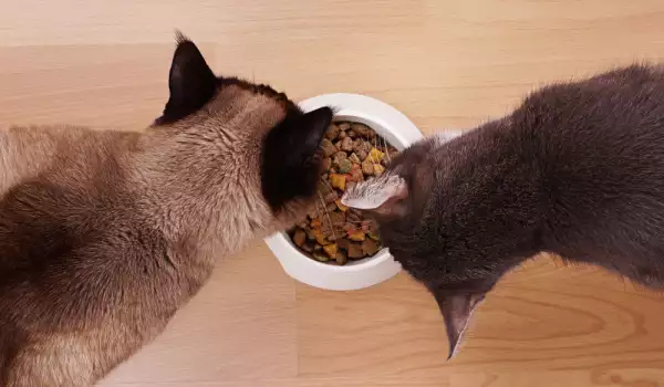 Хранене на котка