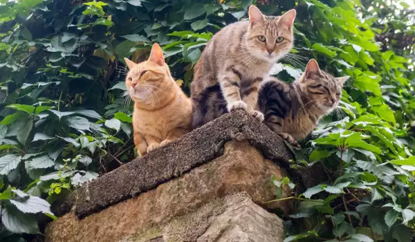 Защо котките обичат високите места?