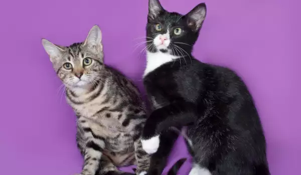 Двойка котки, готови да се чифтосат
