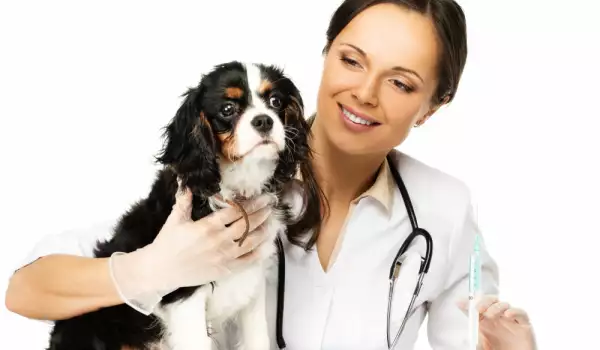 Как да даваме течно лекарство на кучето си?
