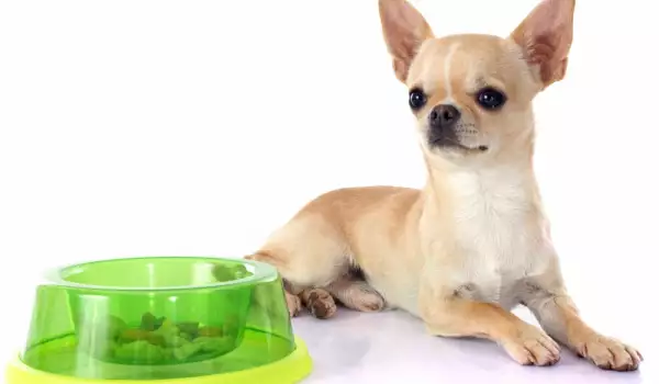 Учени откриха какво трябва да ядат кучетата, за да са умни